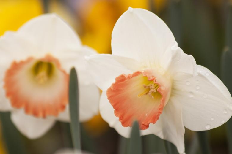 Free stock image of White Daffodils created by Pixabay