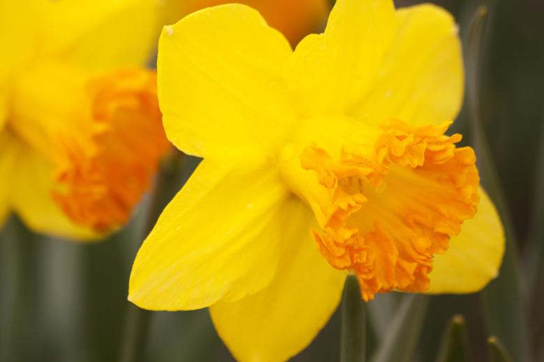 Free stock image of Macro Daffodils created by Pixabay