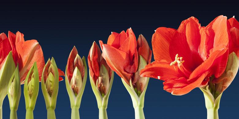 Free stock image of Fresh Flowers created by Pixabay