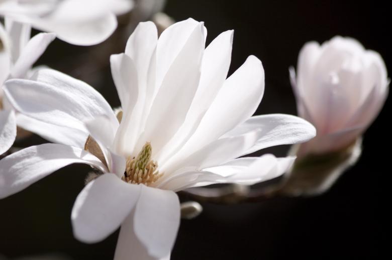 Free stock image of White Magnolia created by Pixabay