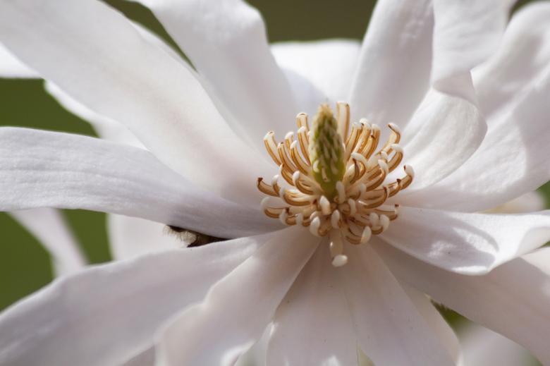 Free stock image of Macro Magnolia created by Pixabay
