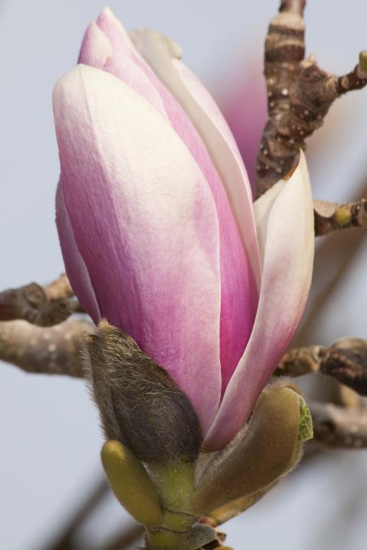 Free stock image of Fresh Magnolia created by Pixabay