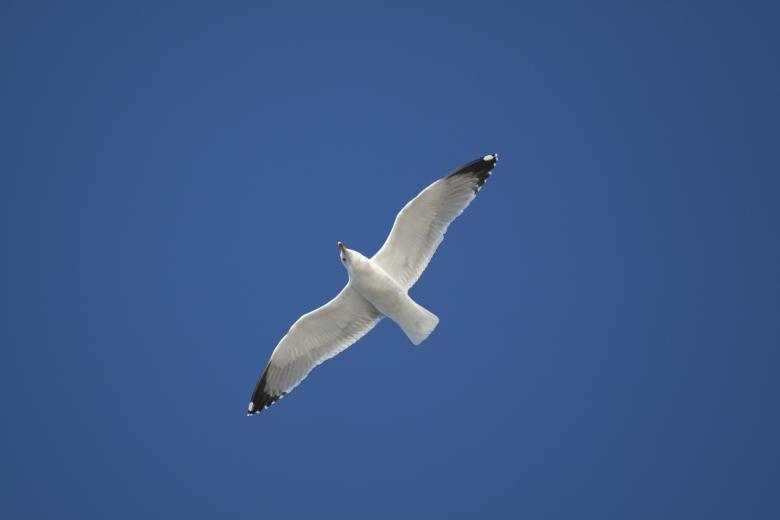 Free stock image of Flying Seagull created by Pixabay