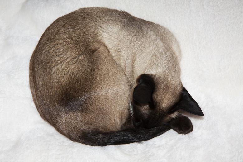 Free stock image of Siamese Cat created by Pixabay
