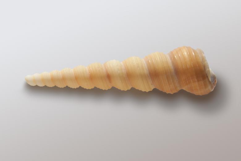 Free stock image of Sea Snail Shell created by Pixabay