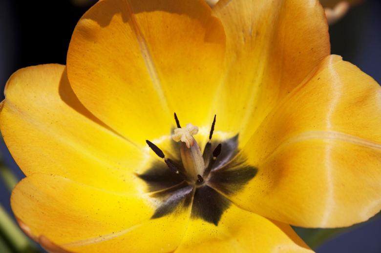 Free stock image of Macro Tulip created by Pixabay