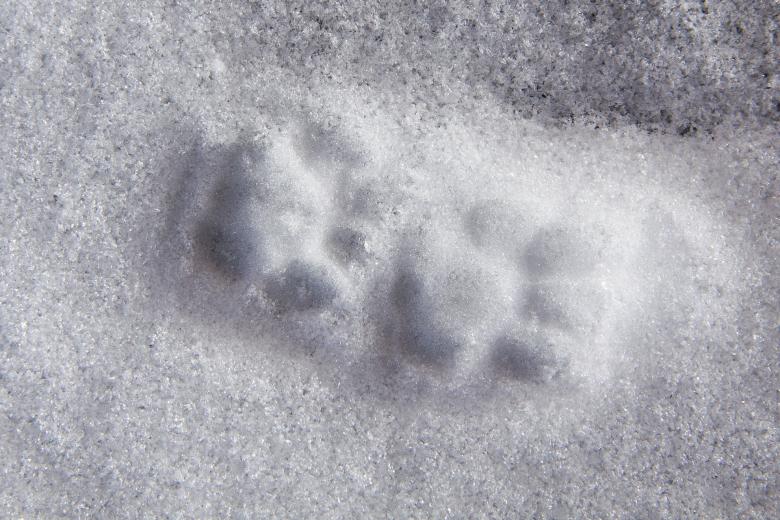 Free stock image of Animal Tracks in Snow created by Pixabay