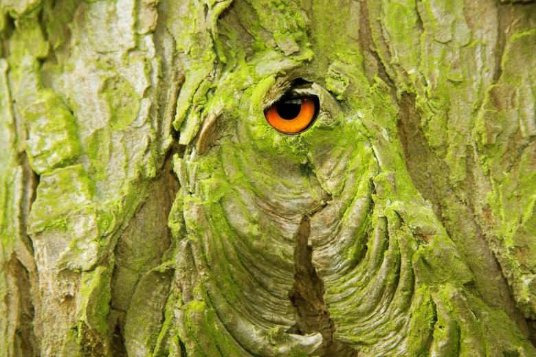 Free stock image of Wood Bark created by Pixabay