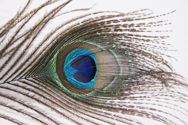 Free stock image of Peacock Feather Closeup created by Pixabay
