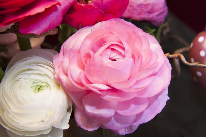 Free stock image of Pink Ranunkeln created by Pixabay