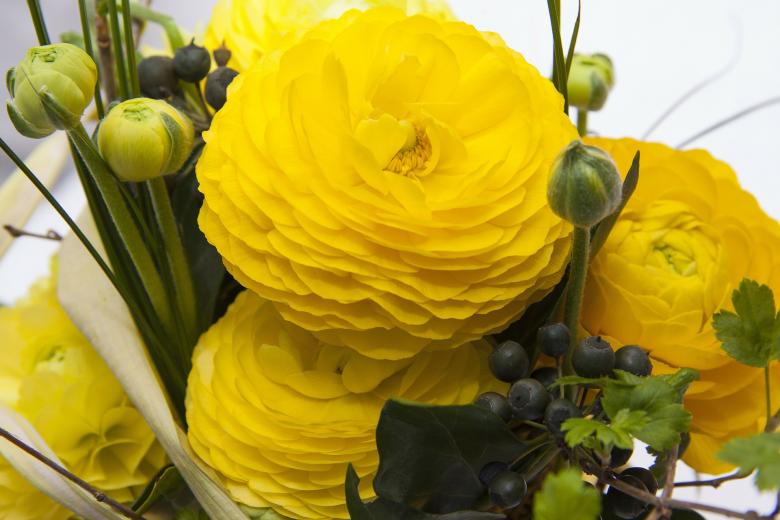 Free stock image of Fresh Yellow Ranunkeln created by Pixabay