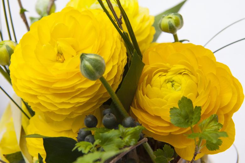 Free stock image of Fresh Yellow Buttercup created by Pixabay