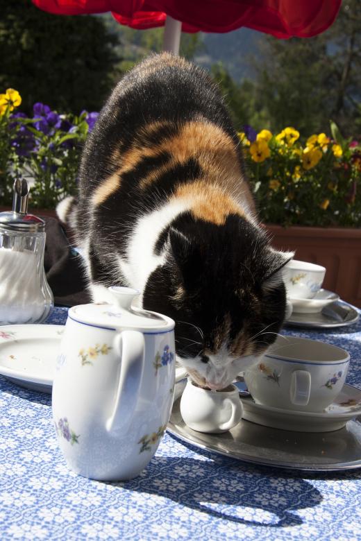 Free stock image of Pet Cat created by Pixabay