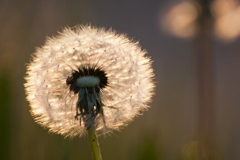 Free stock image of Macro Dandelion created by Pixabay