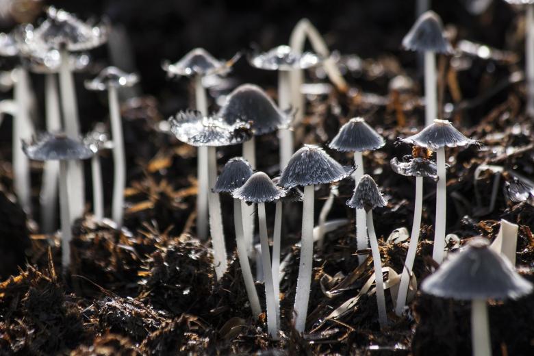 Free stock image of Wild Mushrooms created by Pixabay
