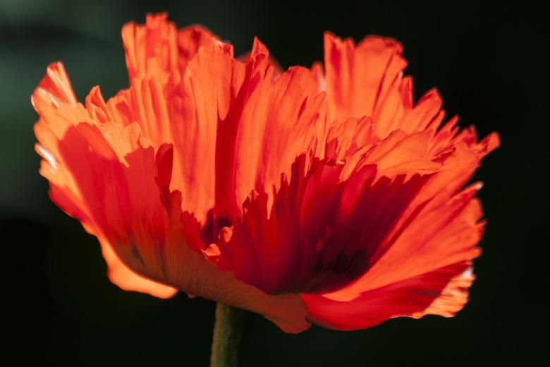 Free stock image of Ornamental Poppy created by Pixabay