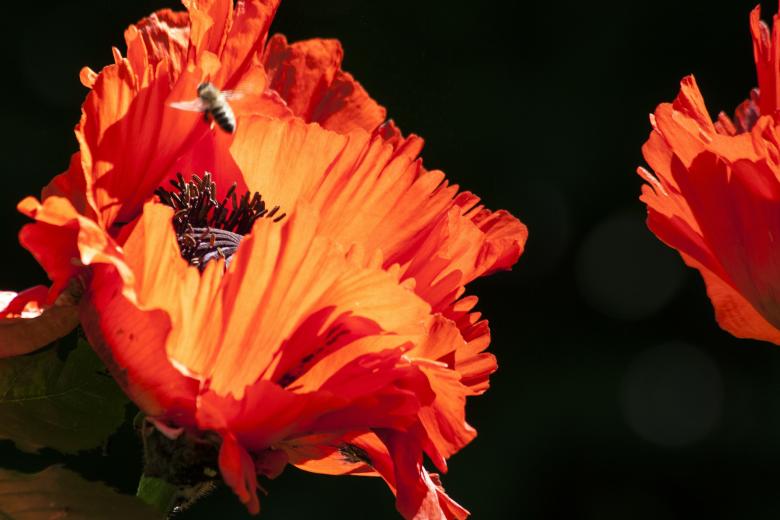 Free stock image of Bee in the Garden created by Pixabay