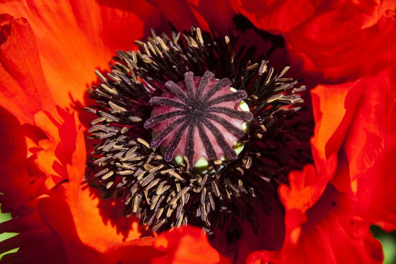 Free stock image of Bee on the Poppy created by Pixabay
