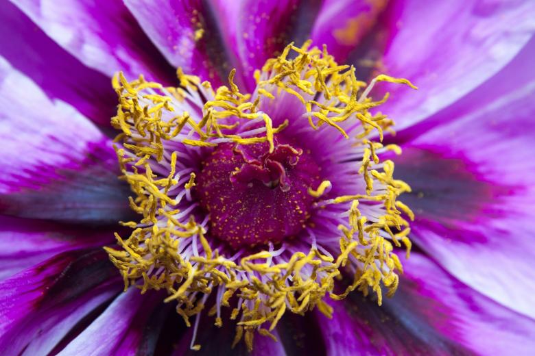Free stock image of Macro Peony created by Pixabay