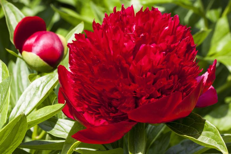 Free stock image of Macro Peony created by Pixabay