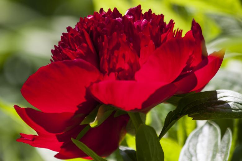 Free stock image of Fresh Peony created by Pixabay
