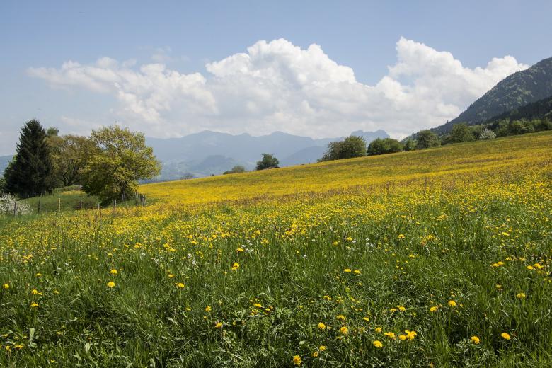 Free stock image of Field in Spring created by Pixabay