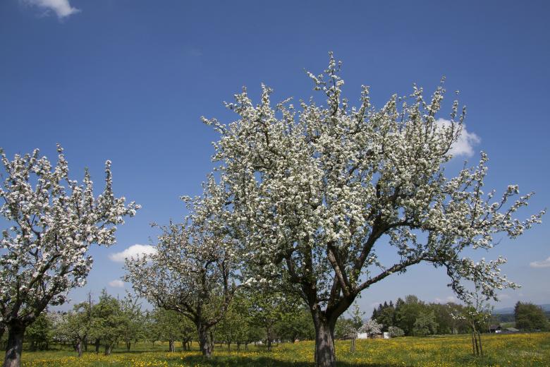 Free stock image of Flower Tree created by Pixabay