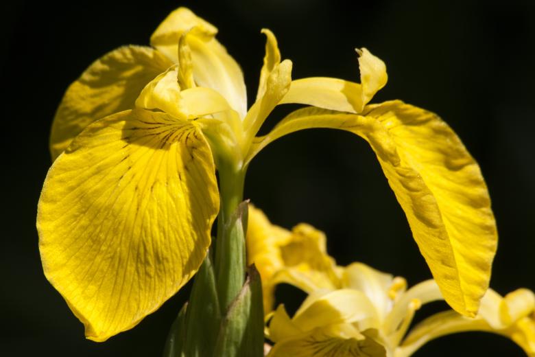 Free stock image of Swamp Iris created by Pixabay