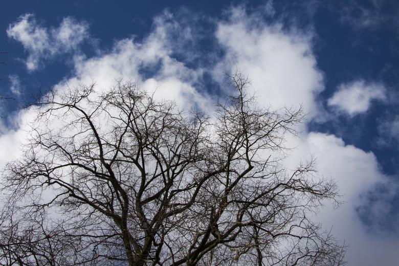 Free stock image of Dry Tree created by Pixabay