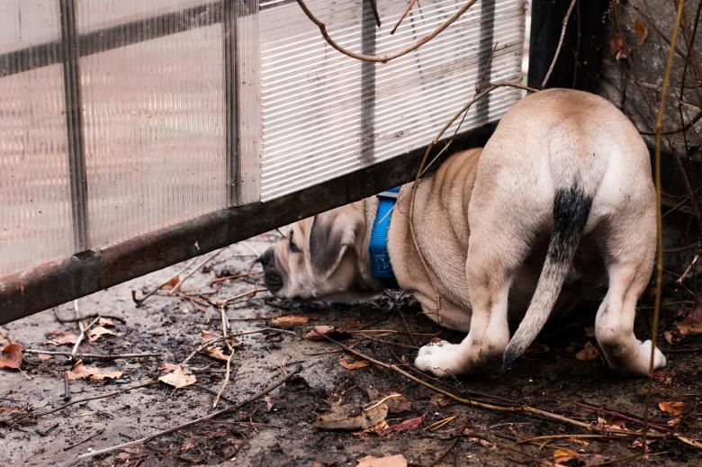 Free stock image of Dog Trying to Pass created by Pixabay