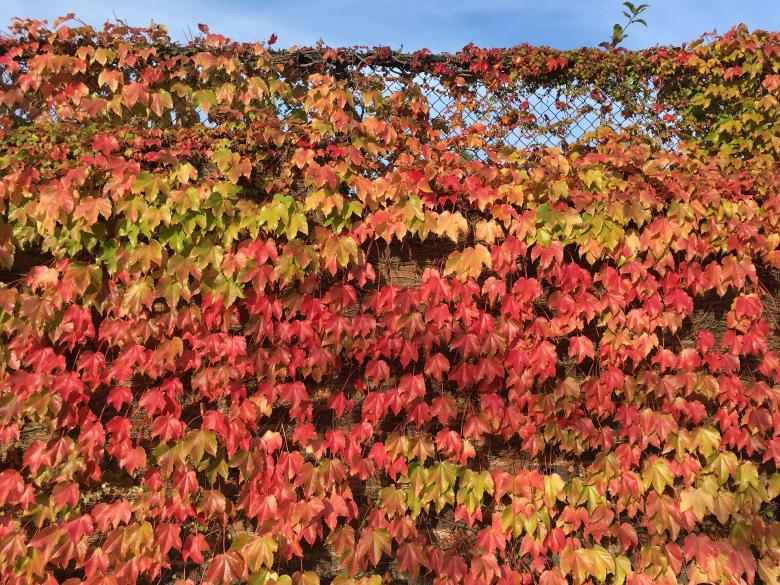 Free stock image of Autumn Leaves created by Pixabay