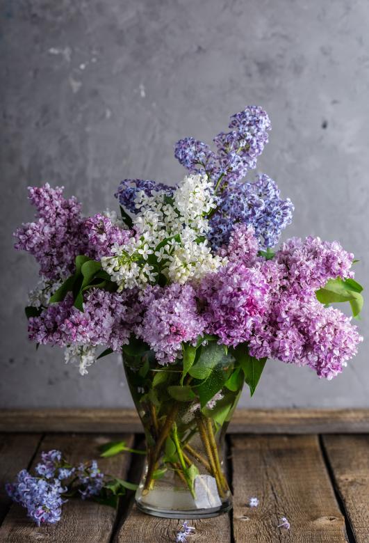 Free stock image of Lilac in the Pot created by Pixabay