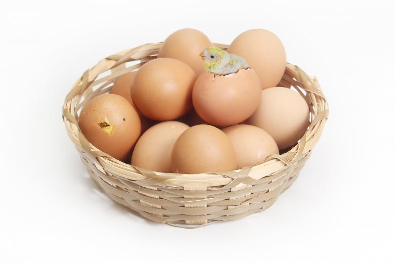 Free stock image of Eggs in the Basket created by Pixabay