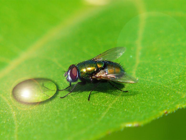 Free stock image of Macro Fly created by Pixabay