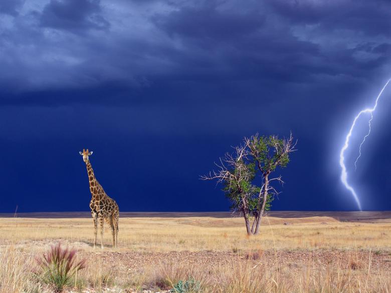 Free stock image of Wild Giraffe created by Pixabay