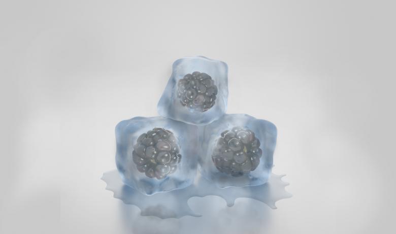 Free stock image of Ice Cubes created by Pixabay