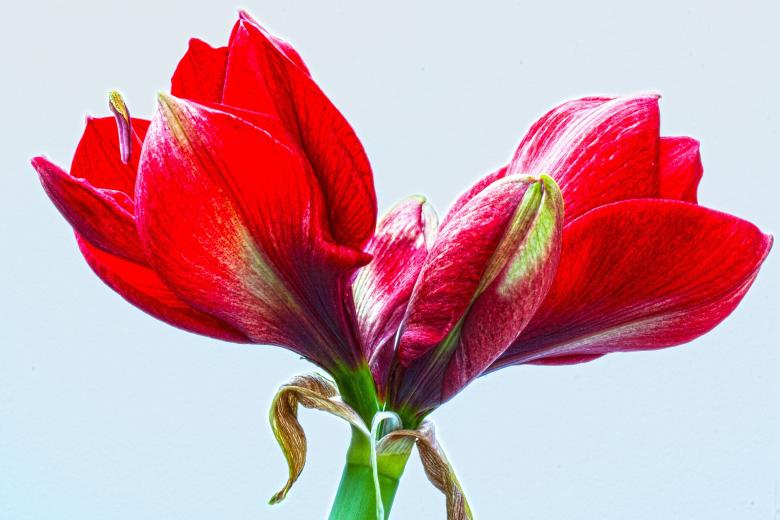 Free stock image of Fresh Amaryllis created by Pixabay