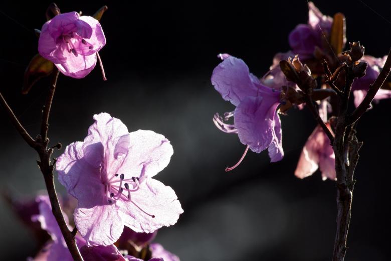 Free stock image of Fresh Flowers created by Pixabay