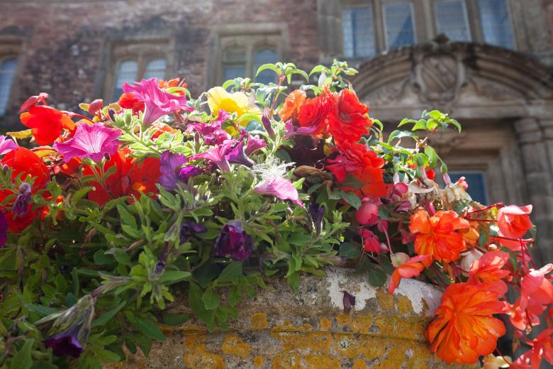Free stock image of Flowers in the Garden created by Pixabay