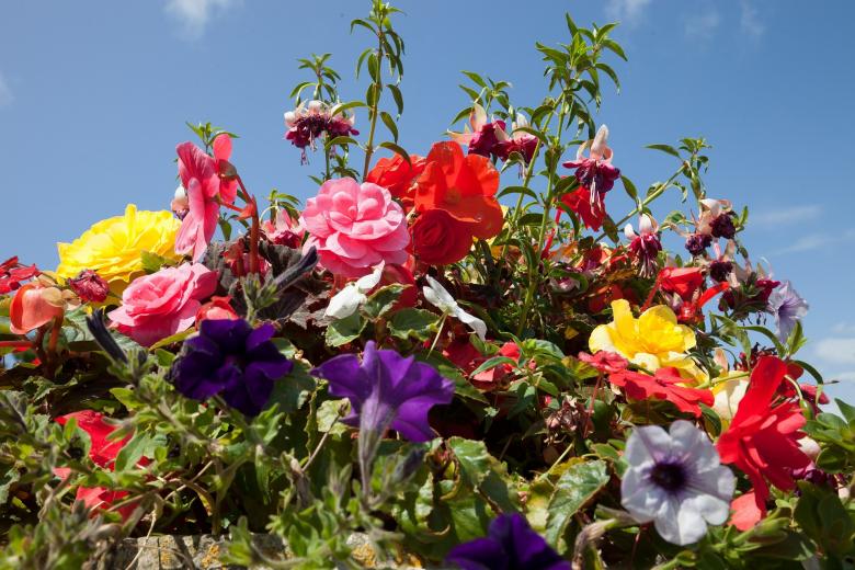 Free stock image of Flowers in the Garden created by Pixabay