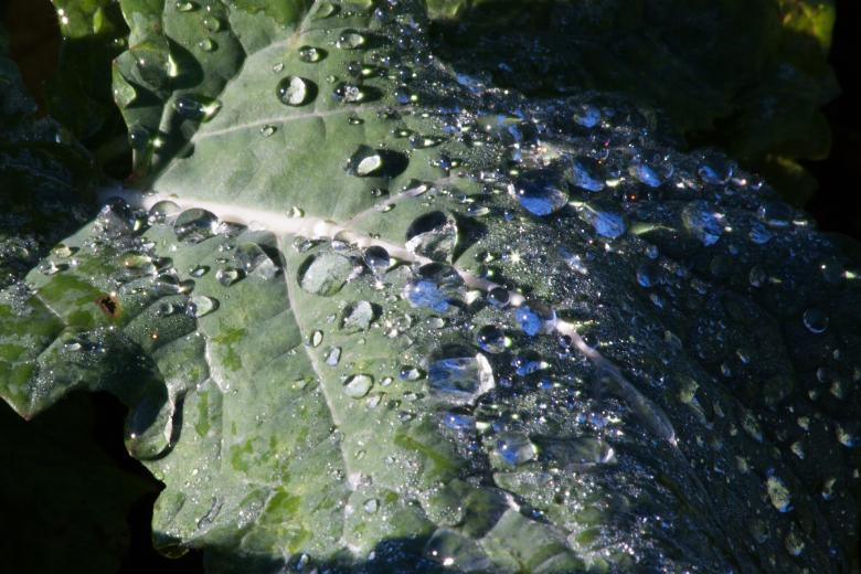 Free stock image of Dew on the Leave created by Pixabay