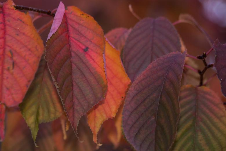 Free stock image of Autumn Leaves created by Pixabay