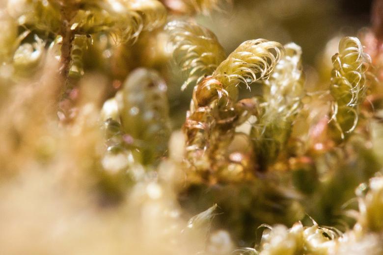 Free stock image of Moss Closeup created by Pixabay