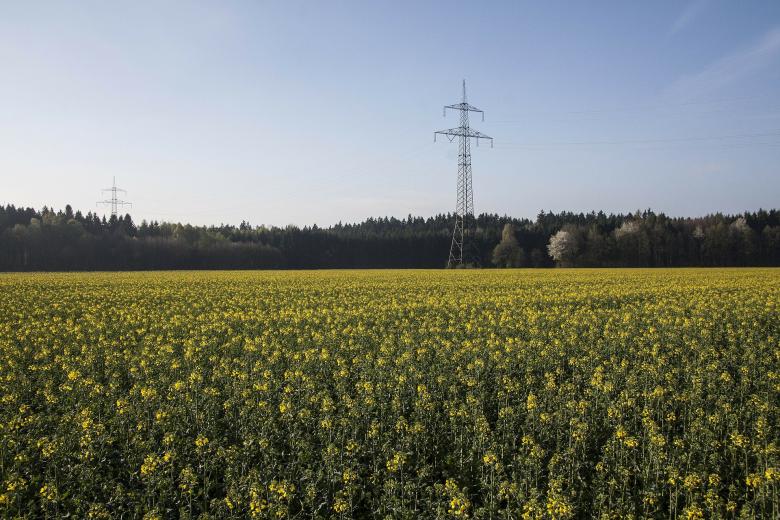 Free stock image of Oilseed Rape created by Pixabay