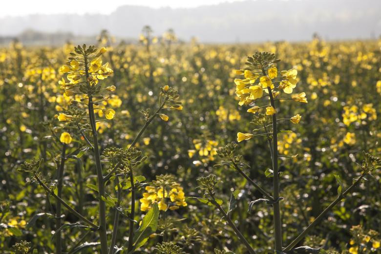 Free stock image of Oilseed Rape created by Pixabay