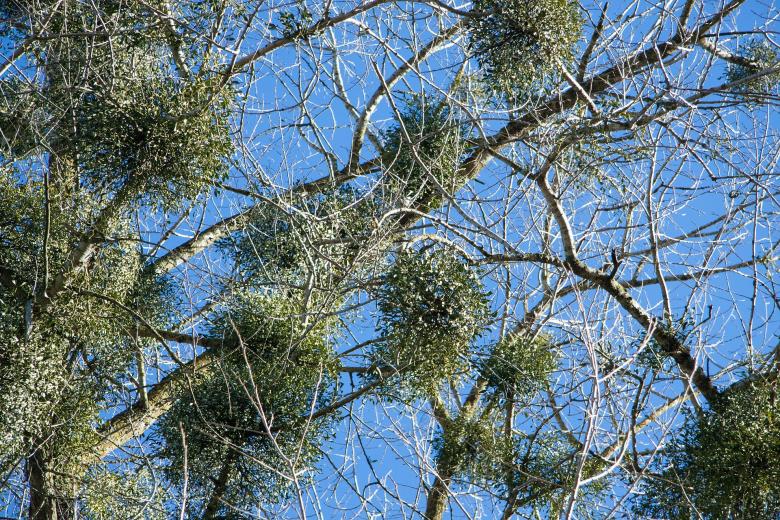 Free stock image of Poplar Tree created by Pixabay