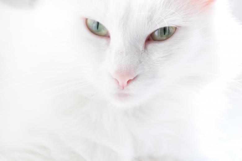 Free stock image of White Cat created by 2happy