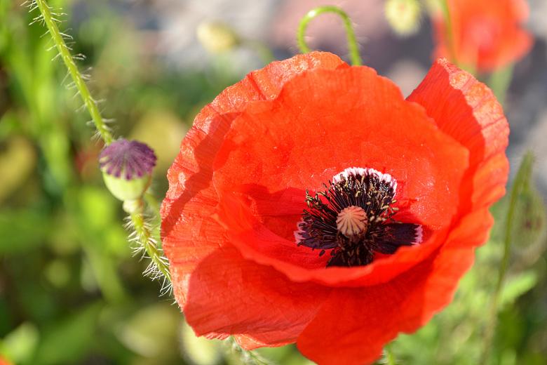 Free stock image of Red Poppy Flower created by Svetlana
