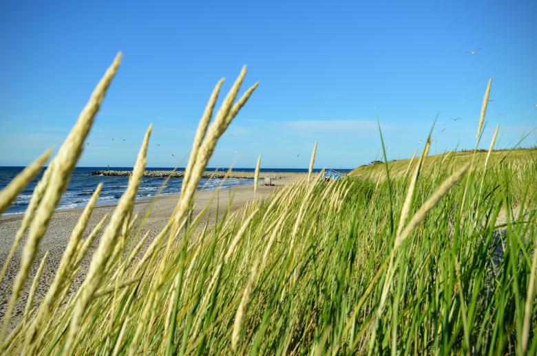 Free stock image of Green grass close-up on a sand dune created by Ivan Shidlovski