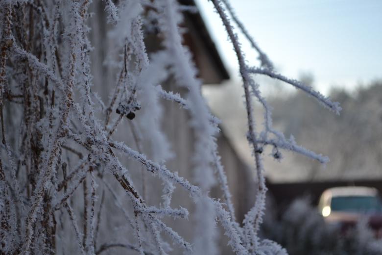 Free stock image of Frozen Branches created by Svetlana